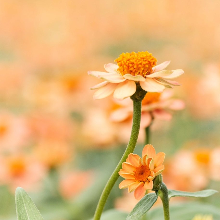 Beautiful Flowers